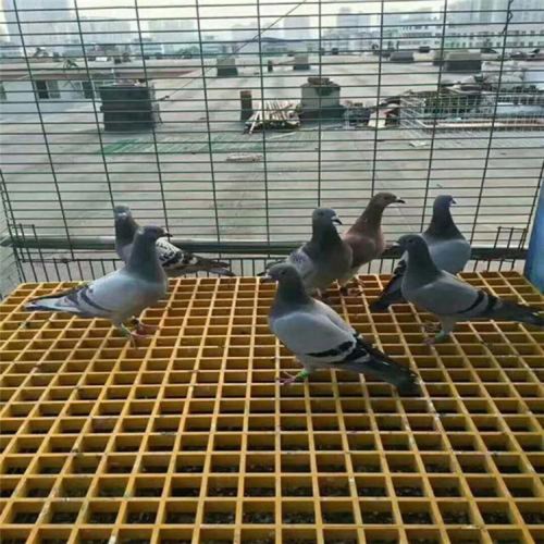 养鸽子用玻璃钢格栅