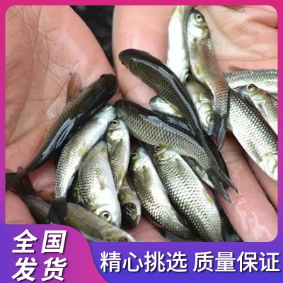 草鱼 淡水养殖草鱼